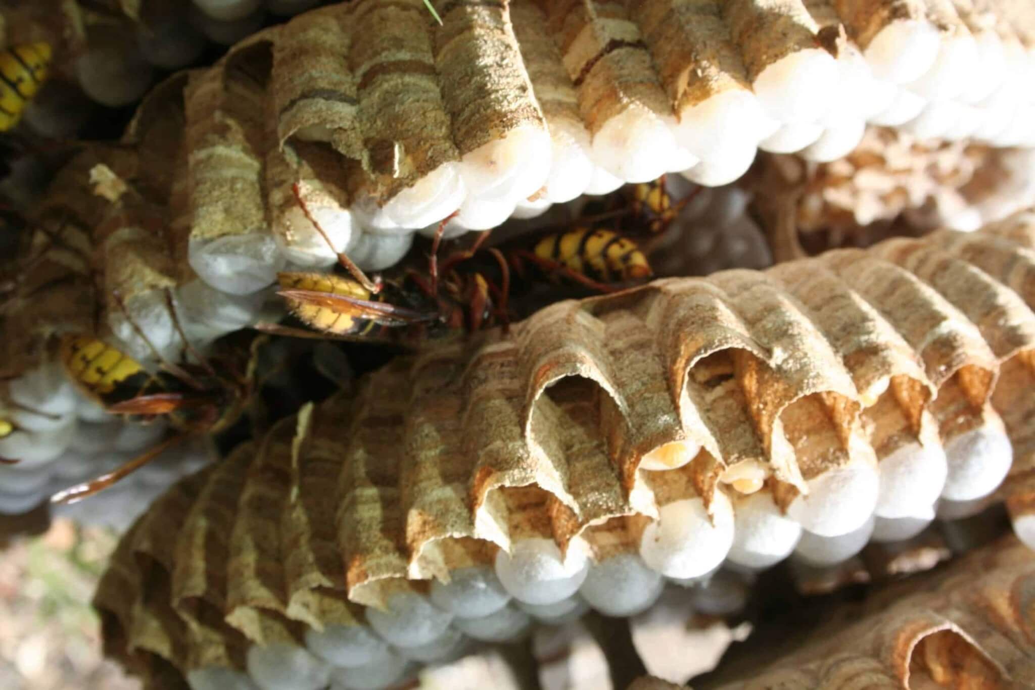 Nid de Guepes 3 GGF destruction de nid de frelons en Gironde 