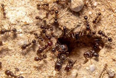 fourmis des pavés GGF destruction de nid de frelons en Gironde 