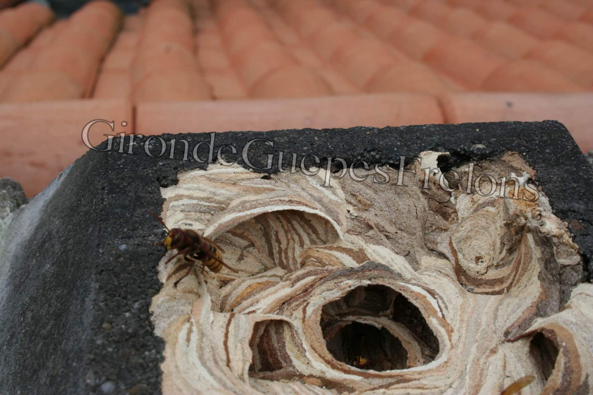 Nid de Guepes GGF destruction de nid de frelons en Gironde 