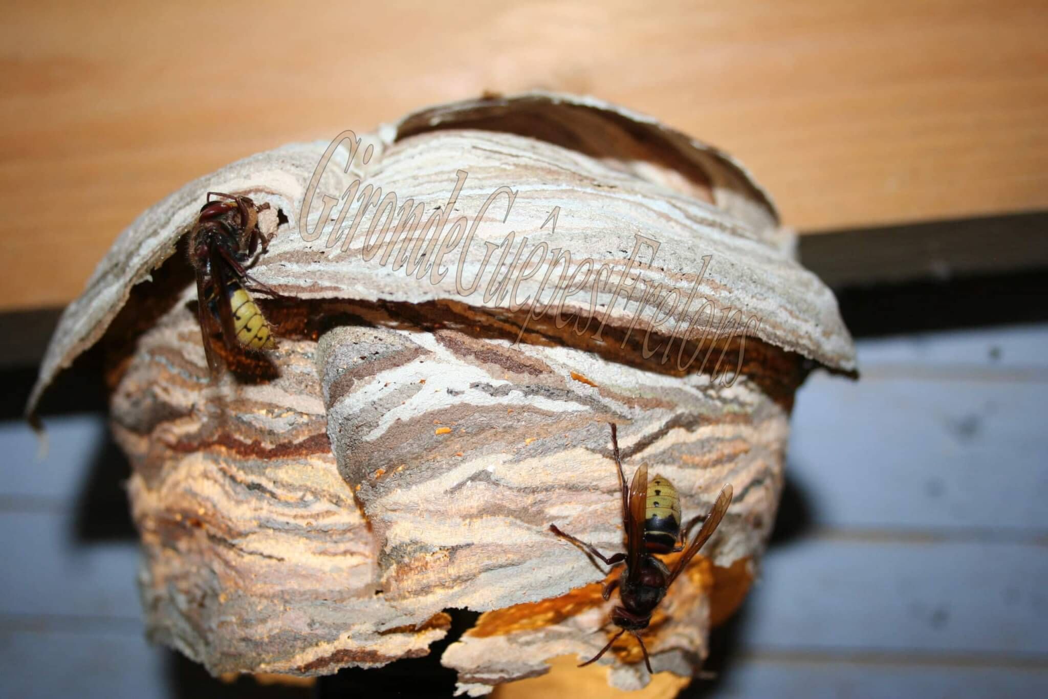 2 Guepes GGF destruction de nid de frelons en Gironde 