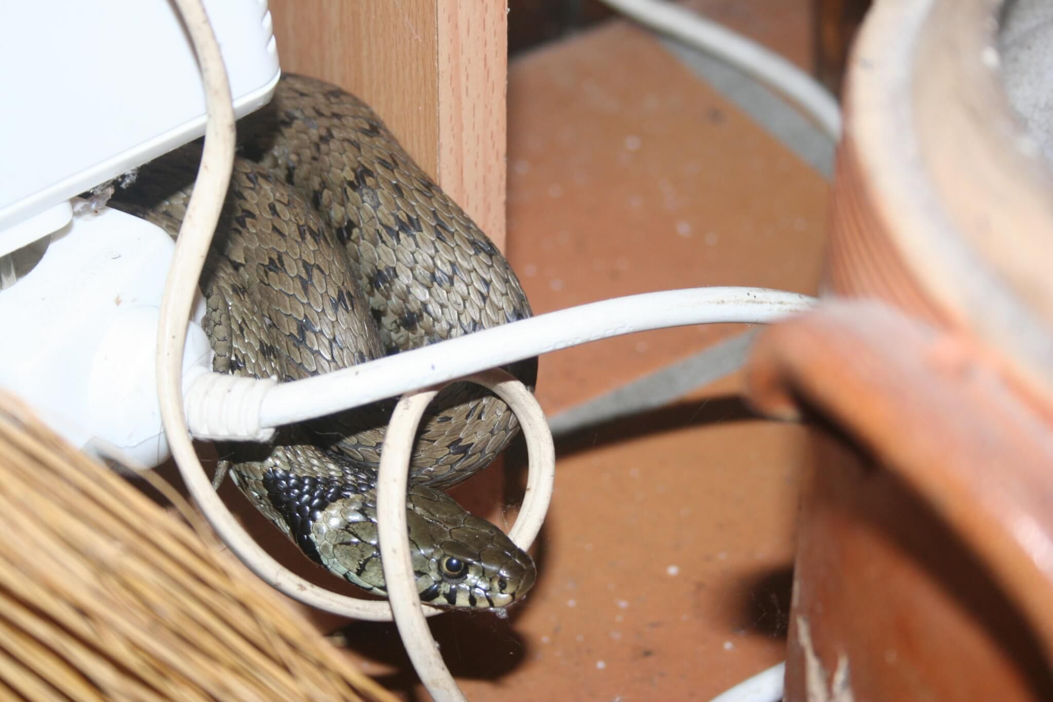 2 Guepes GGF destruction de nid de frelons en Gironde 