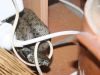 2 Guepes GGF destruction de nid de frelons en Gironde 