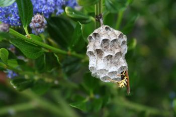 La guêpe poliste GGF destruction de nid de frelons en Gironde 