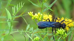 Potière bleue - Chalybion californicum