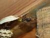 Guepes GGF destruction de nid de frelons en Gironde 