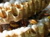Nid de Guepes GGF destruction de nid de frelons en Gironde 