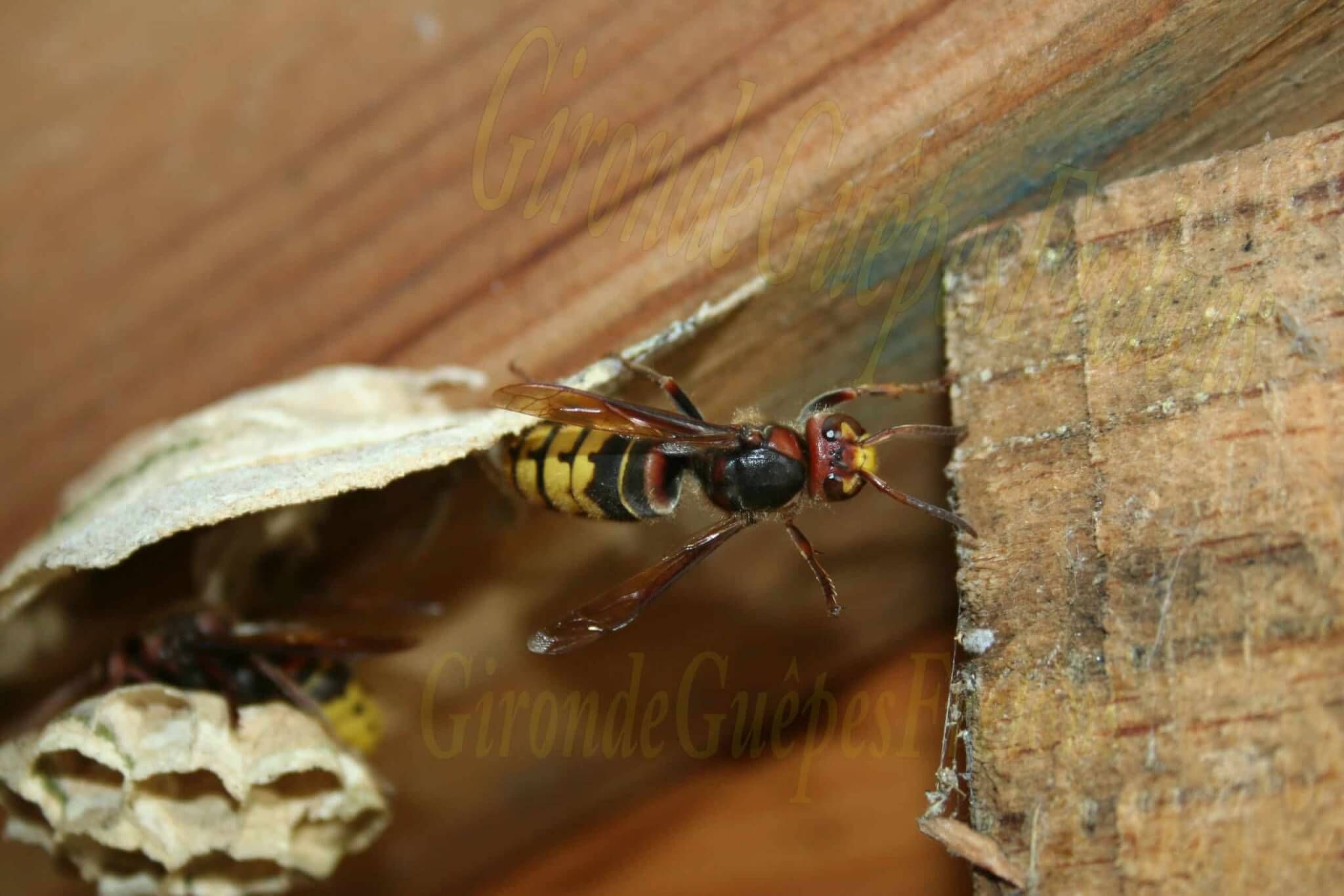 Guepes GGF destruction de nid de frelons en Gironde 
