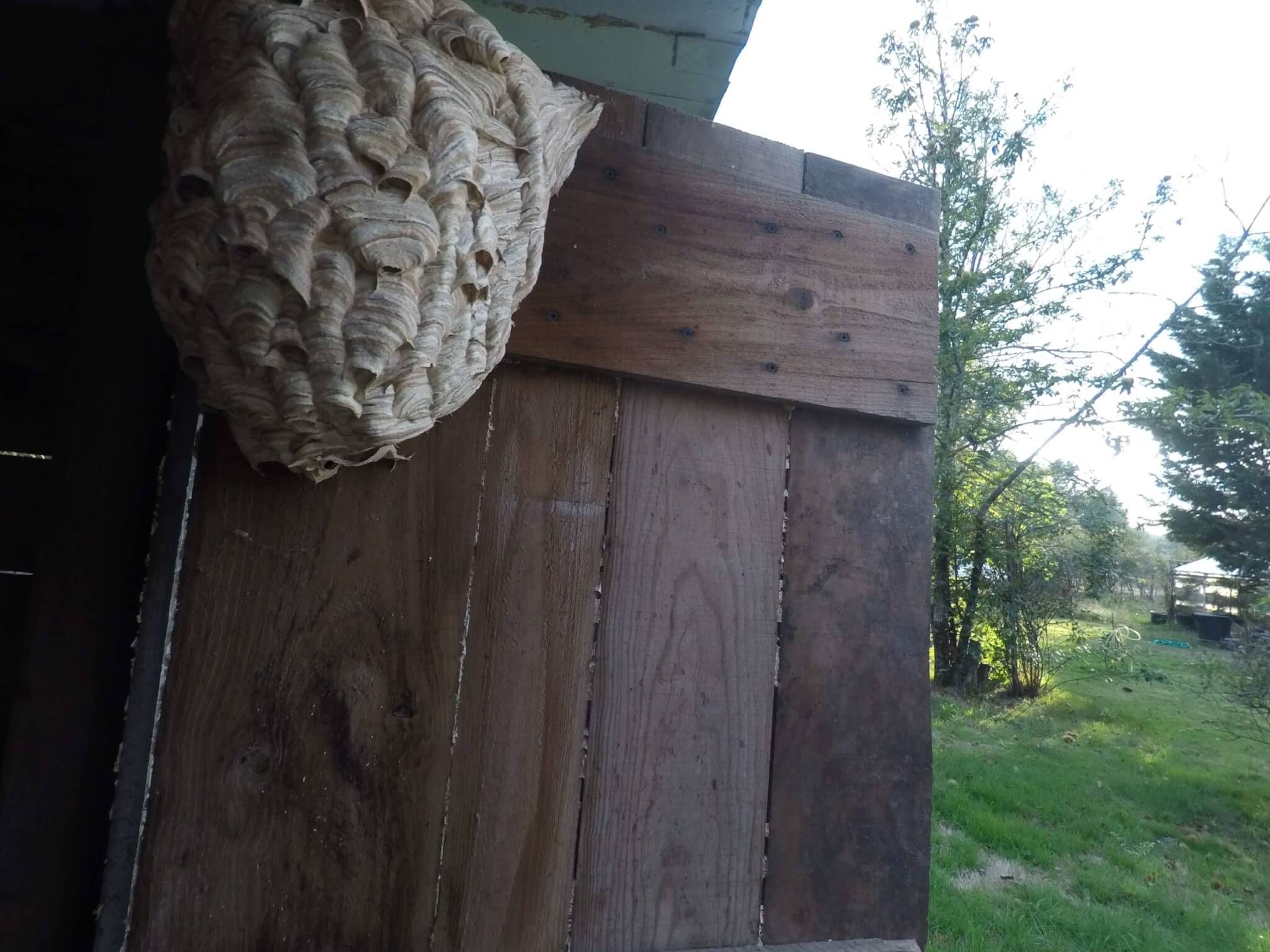 Nid de Guepes sur porte GGF destruction de nid de frelons en Gironde 