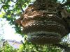 Nid de frelons asiatique sur Biganos - ggf destruction de nid de frelons