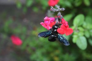 L'abeille charpentière GGF destruction de nid de frelons en Gironde 