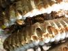 Nid de Guepes 3 GGF destruction de nid de frelons en Gironde 