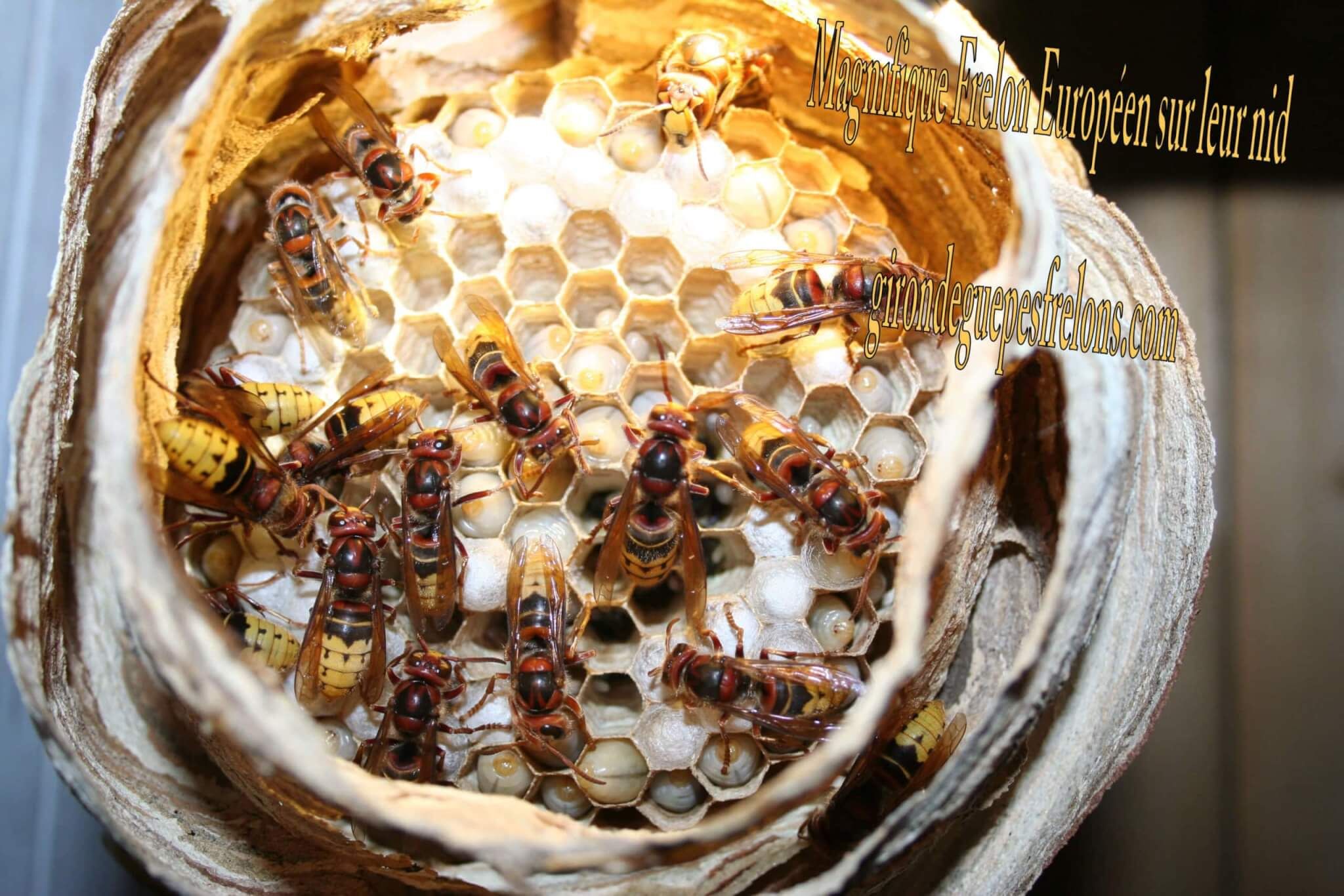 Nid de Guepes GGF destruction de nid de frelons en Gironde 