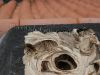 Nid de Guepes GGF destruction de nid de frelons en Gironde 
