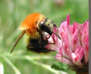 bourdon des champs GGF destruction de nid de frelons en Gironde 