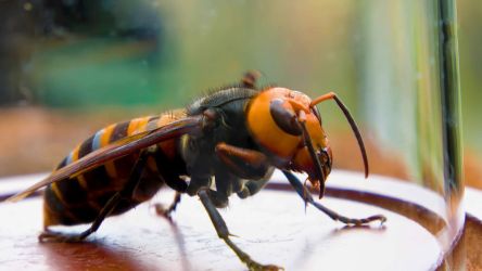 Frelon geant japonais  GGF destruction de nid de frelons en Gironde 