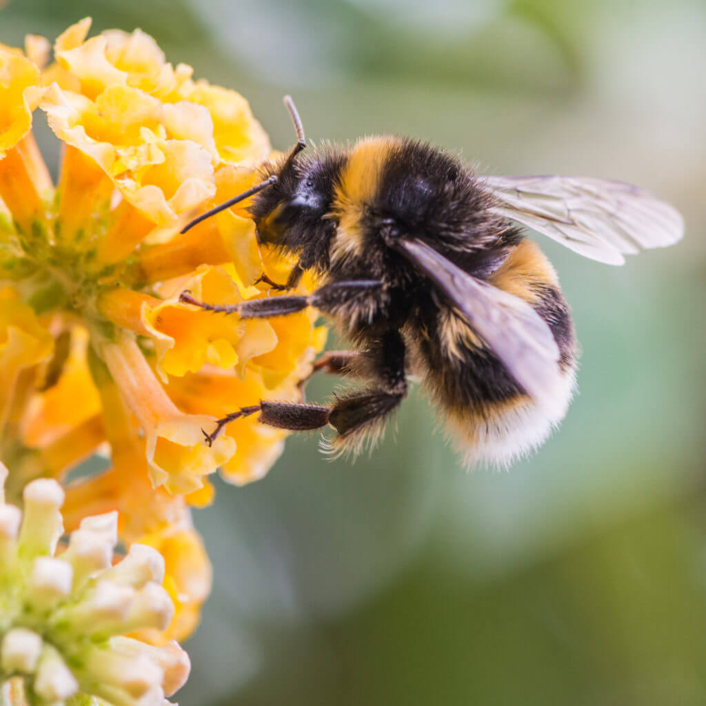 Le bourdon, un cousin de l’abeille Gironde Guépes Frelons Le bourdon, un cousin de l’abeille Gironde Guépes Frelons