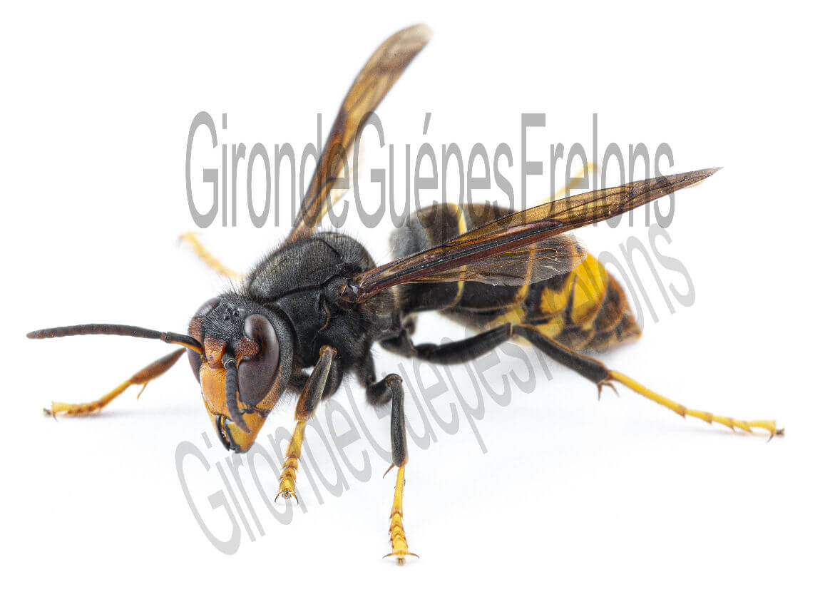 A Quoi Servent Les Frelons Asiatiques frelon asiatiques (Vespa velutina) – Gironde Frelons Destruction nid frelons