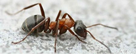La fourmi charpentière GGF destruction de nid de frelons en Gironde