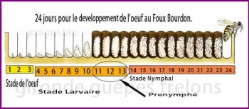 Naissance Bourdon faux GGF destruction de nid de frelons en Gironde 